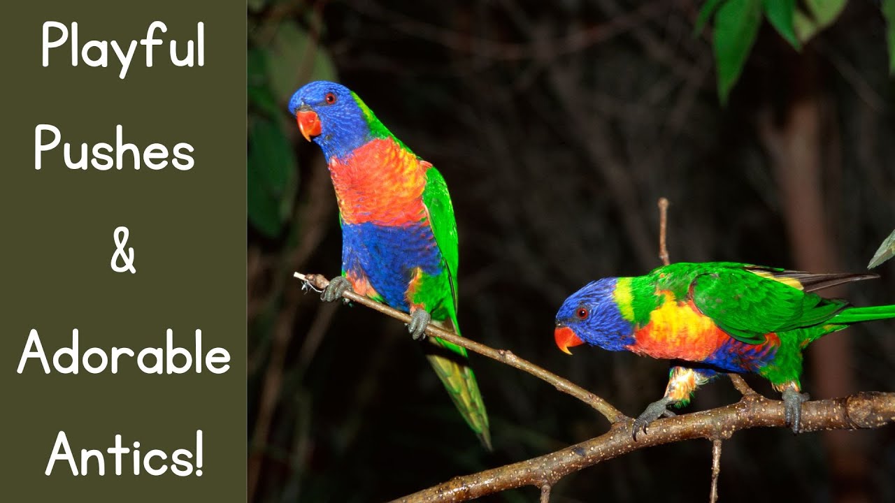 Adorable Chaos: Lorikeets Eating & Showing Their Personalities!