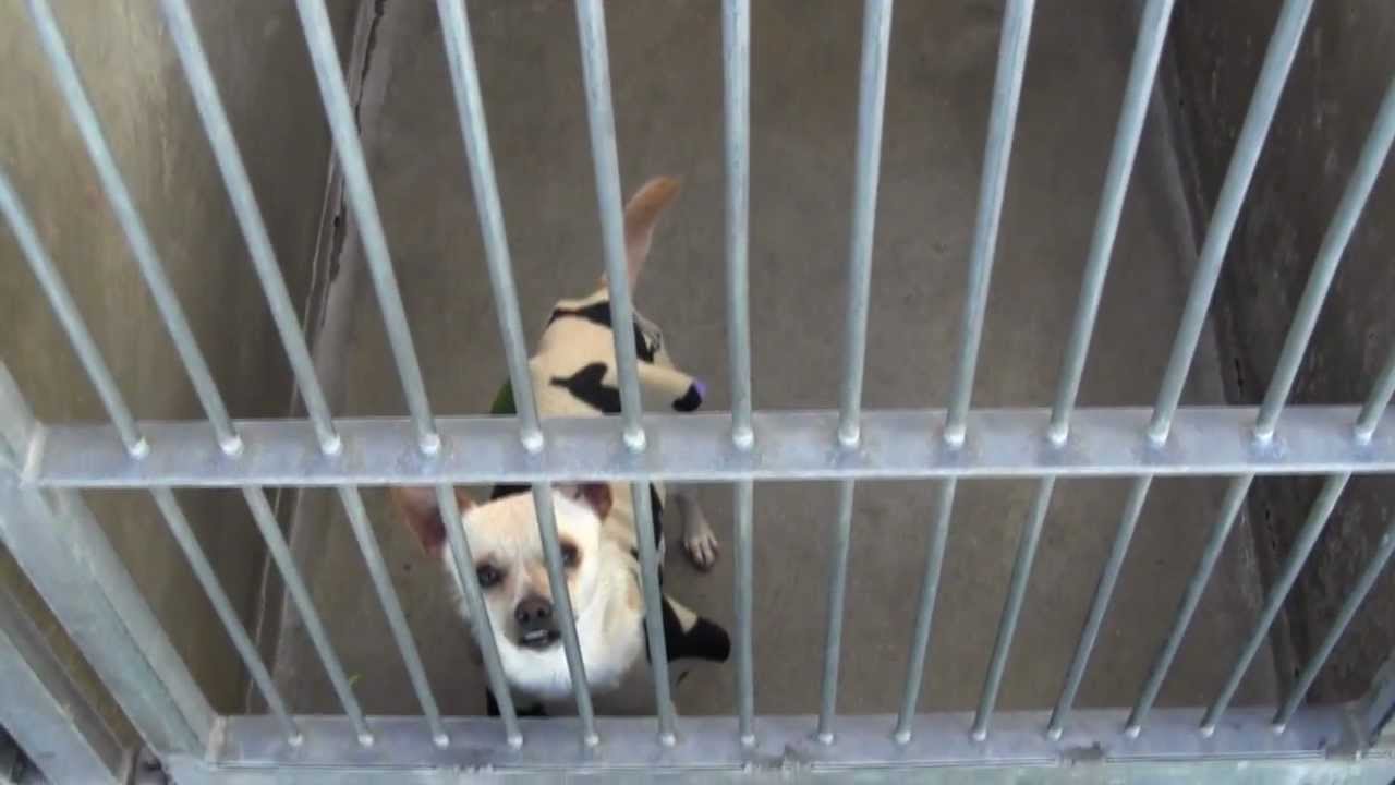 OC Animal Shelter Dogs 1