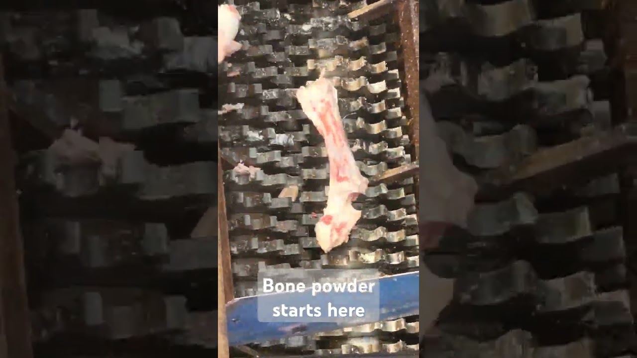 Bone is crushed here for making bone powder.