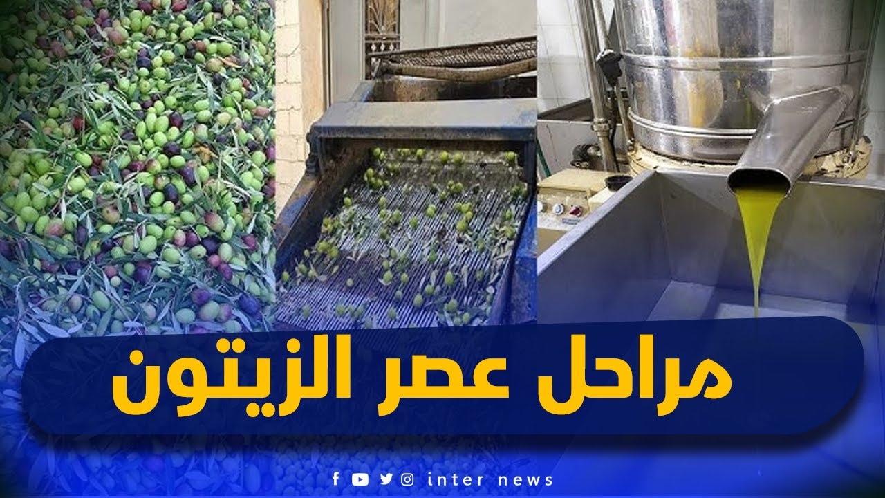 البويرة: موسم جني الزيتون ومراحل عصره بمعصرة الإخوة حمداش ببلدية تاغزوت