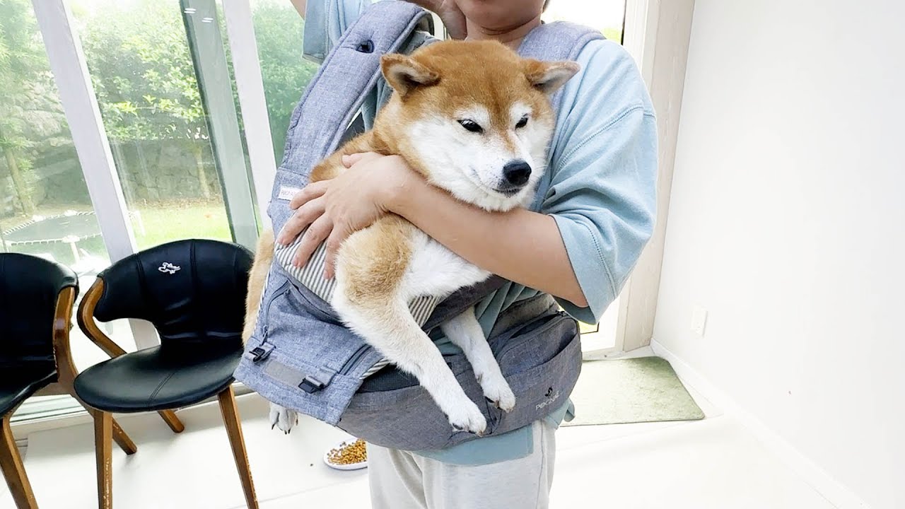 자기가 사람 아기인 줄 알고 행동하는 시바견 곰이(10세) ㅋㅋ
