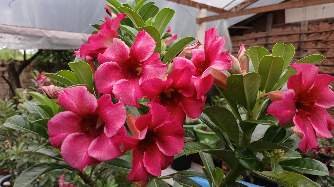 Vamos dar uma voltinha no nosso jardim!🌻