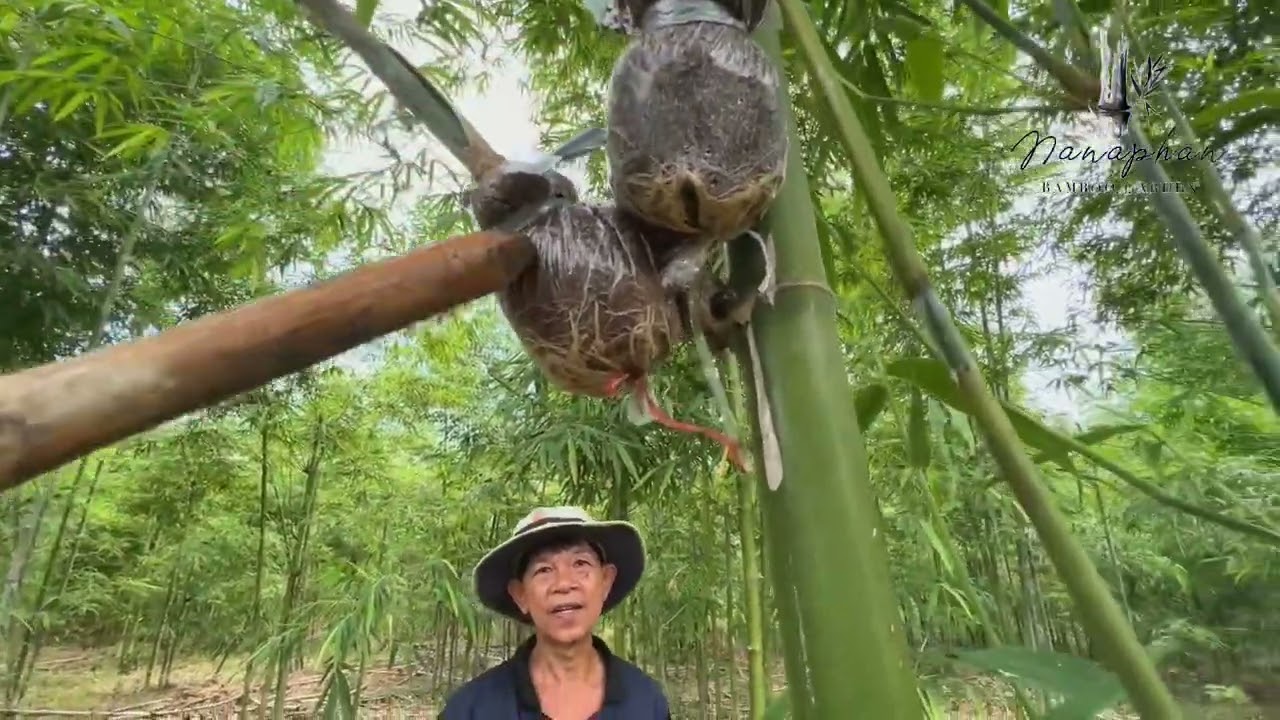 ไผ่ซางหม่น…ขยายพันธุ์ ตอนกิ่งไผ่สไตล์คนตราด …บอกหมดไม่มีกั๊ก!