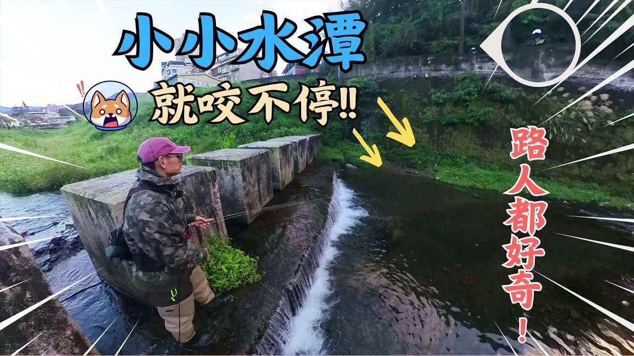 神扯！小水潭魚群失控狂咬，路人爭相圍觀！！｜ 飛釣｜蚊子毛鉤 ｜MAXCATCH Cruiser Traveler ｜ 溪哥｜長鰭鱲 ｜台興牌 ｜ #flyfishing #釣魚 #保育
