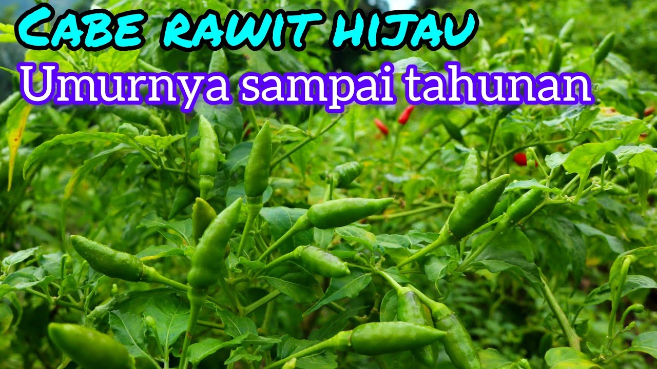 cara merawat cabe rawit hijau lokal.agar berbuah lebat dan tahan bertahun tahun