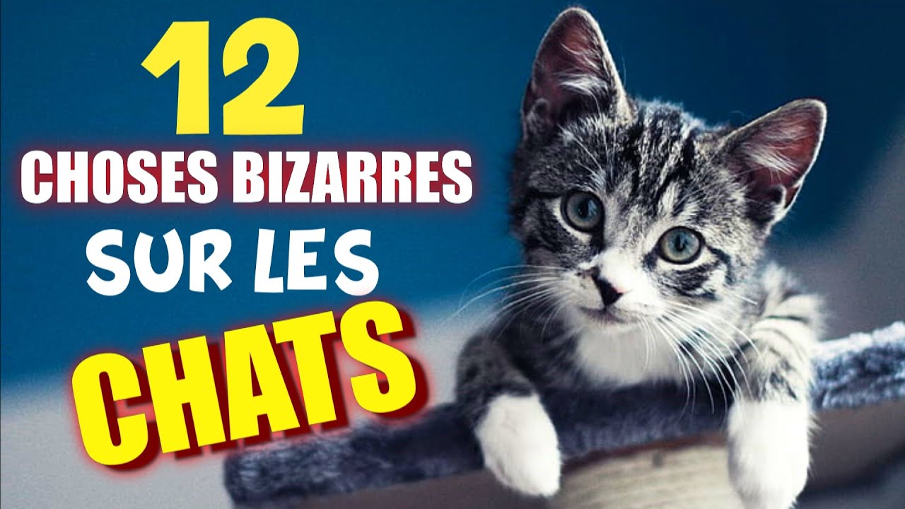 LES CHATS : 12 Choses que vous ne savez pas