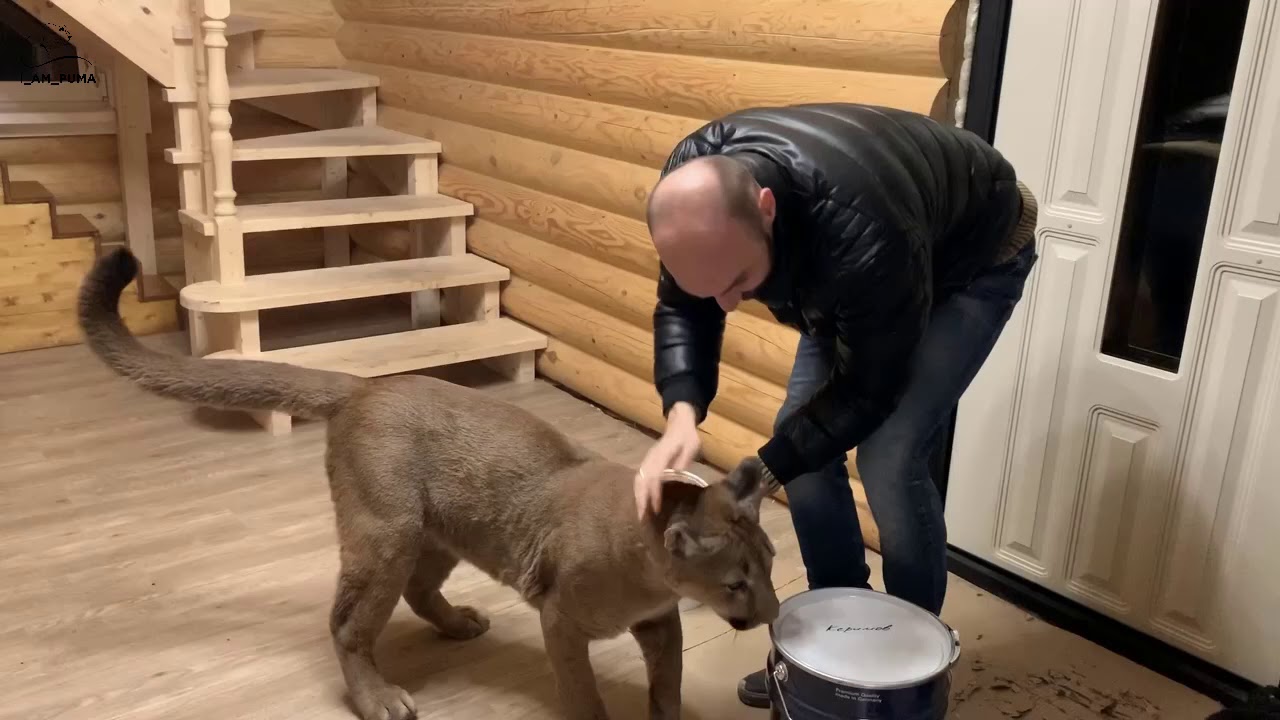 Пума Месси отказался гулять с Машей