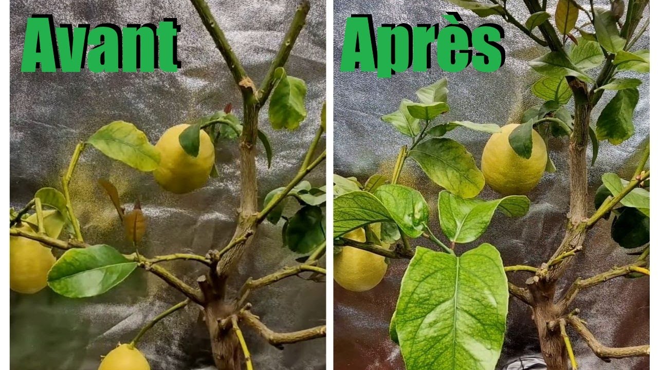 Citronier en pleine forme, protégé par des fourmis et des plantes carnivores ! ( S2, E2 ).