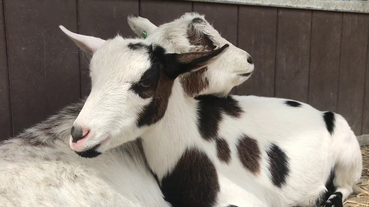Stadsboerderij BuytenDelft - Buytenweetjes geiten