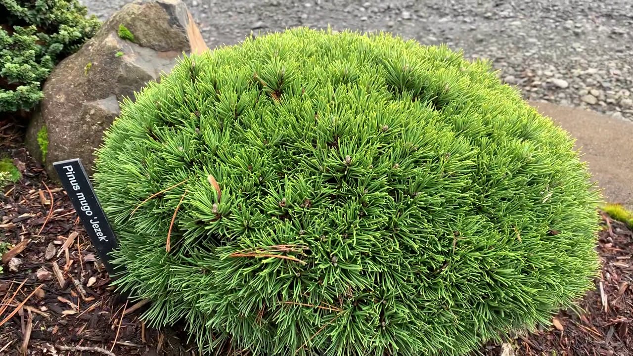 Beautiful Display of Dwarf and Miniature Conifers  January 31, 2020