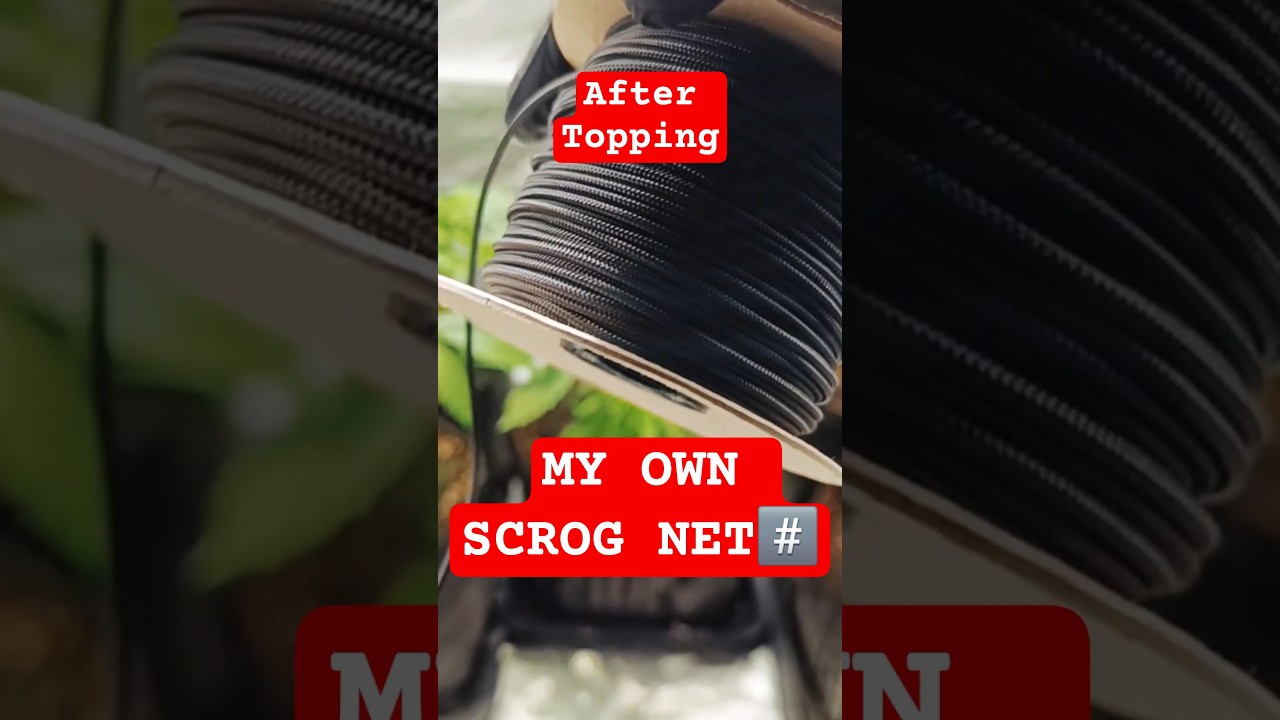 I build my own SCROG Net