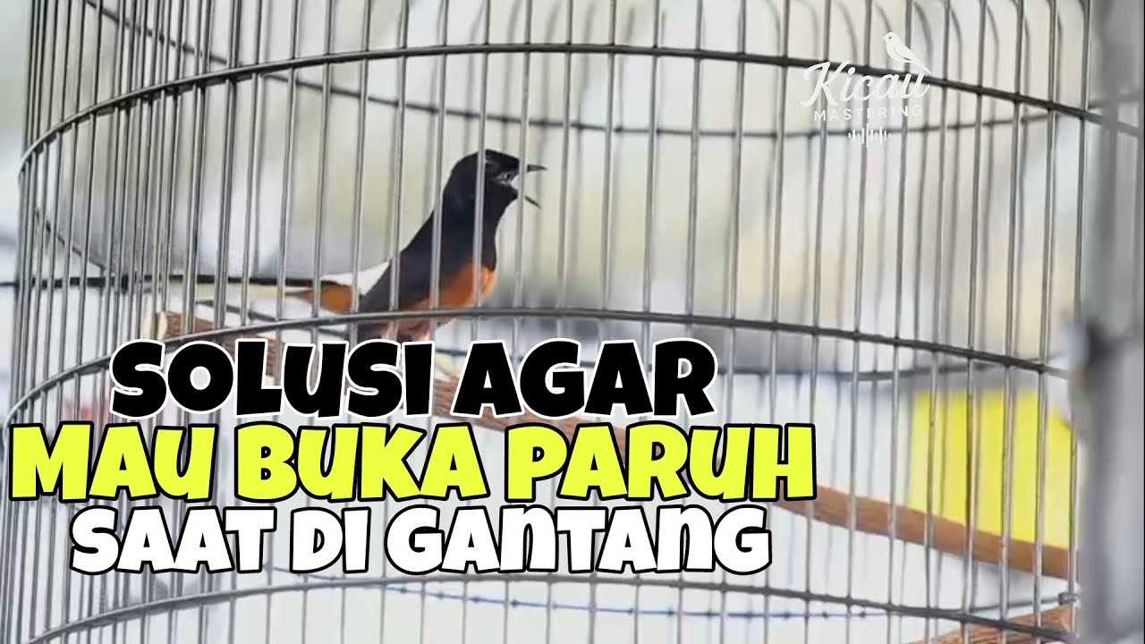 Penyebab murai batu saat di gantang tidak mau buka paruh