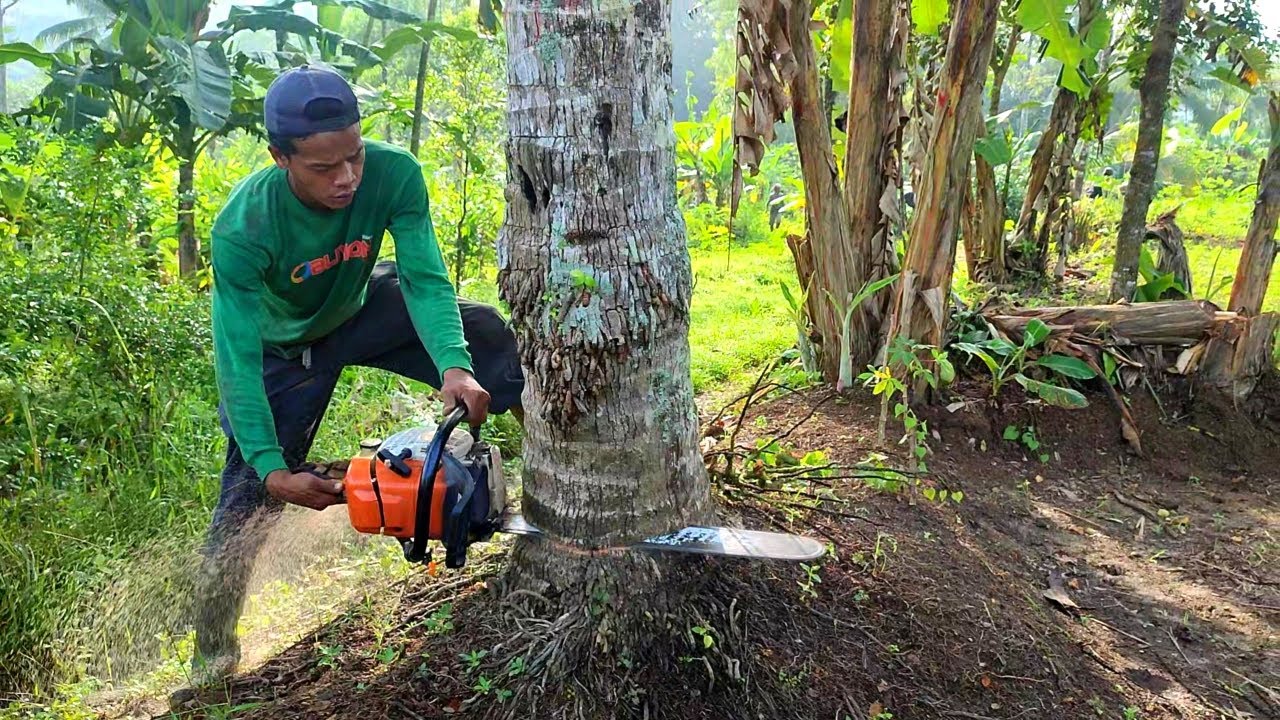 Babat abis, Tebang pohon kelapa tak berdosa, mudah dan cepat, chainsaw 382