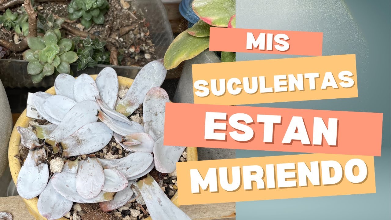 Estado actual de mi jardín / mis suculentas ESTÁN MURIENDO 😰