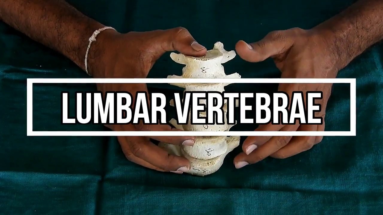 Lumbar Vertebrae