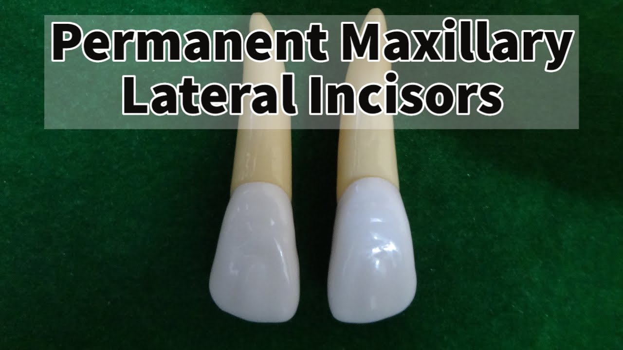 Permanent Maxillary Lateral Incisor