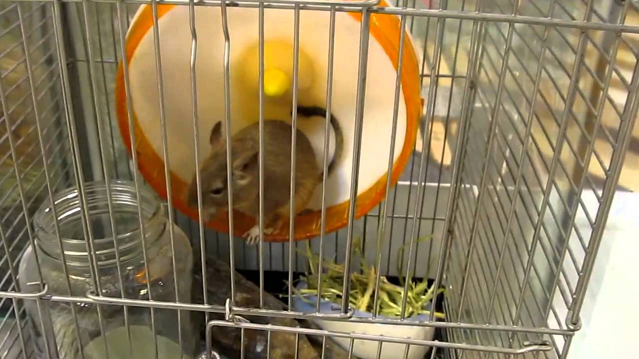 Degu　　Octodon degus