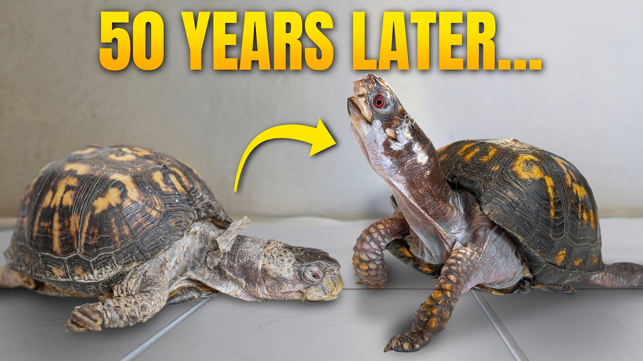 Kitchen Floor Turtle Hits Major Milestone: One Year FULL Recovery After 50 Years of Cat Food