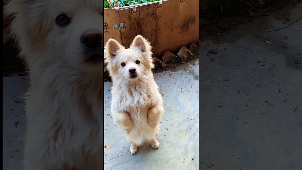 The dog is having her period and I m reluctant to let her have a baby 