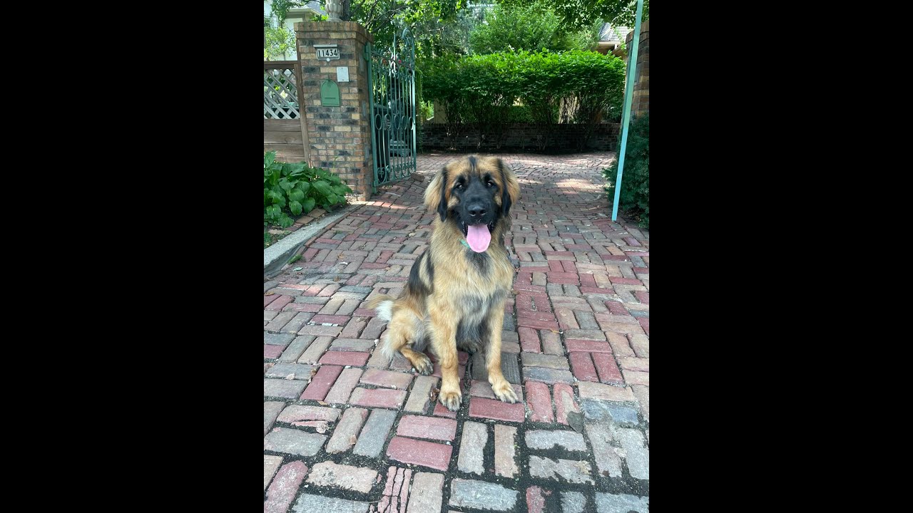 Banjo - 1.5 Year Old Leonberger - Dog Training Omaha Nebraska, Off Leash Reliable Dog Training