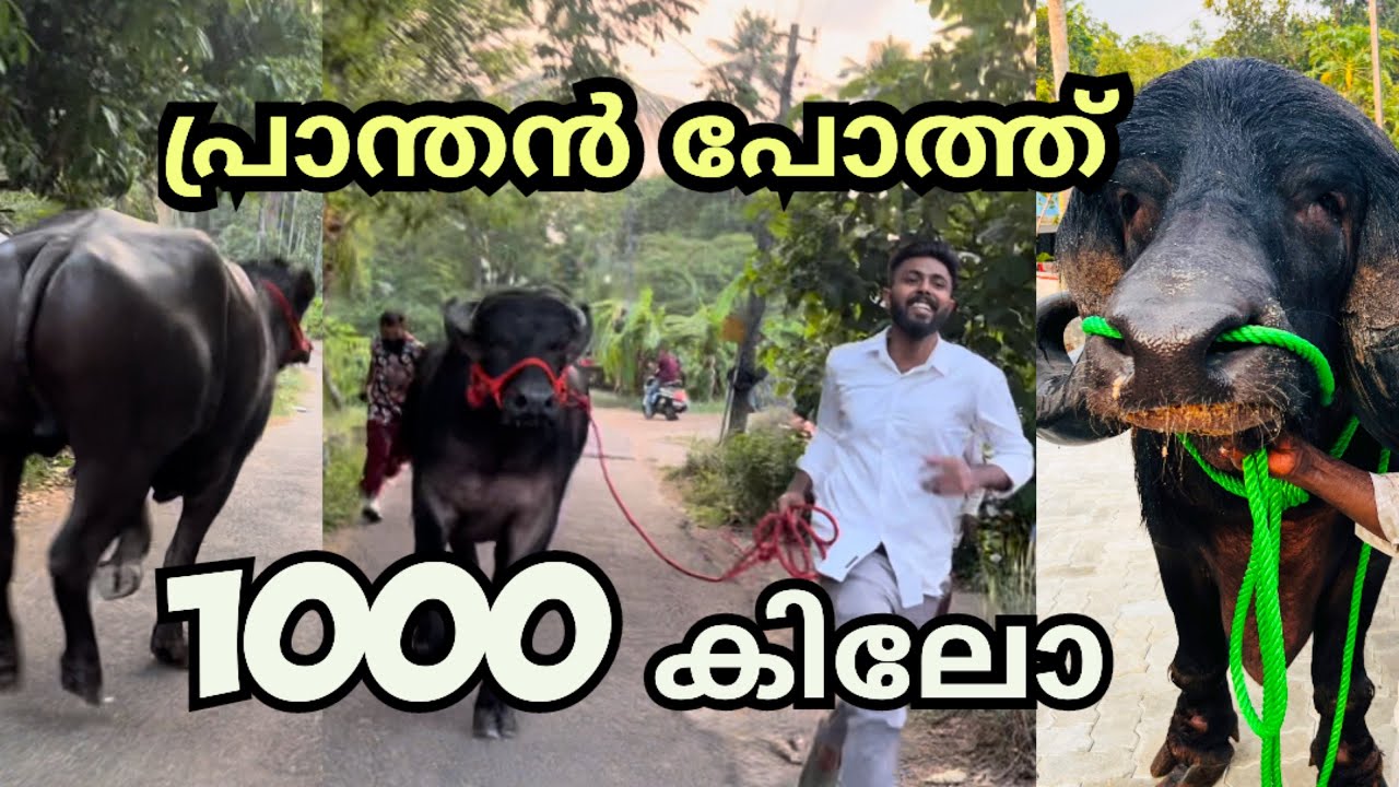 1000 കിലോയുള്ള പിടിച്ചാൽകിട്ടാത്ത പ്രാന്തൻ പോത്ത്