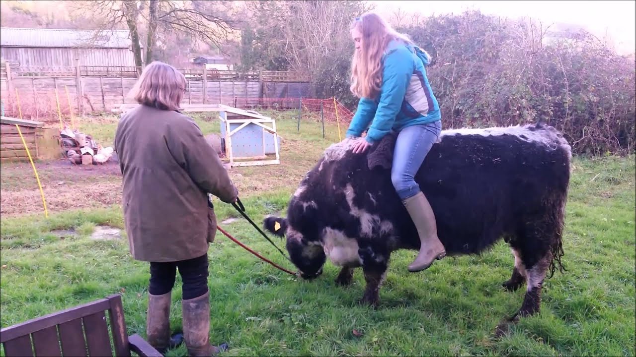 Cow riding - my first try!