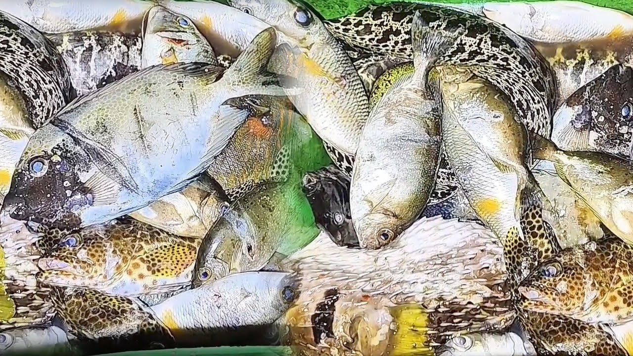 Berburu nombak ikan malam hari di karang dangkal