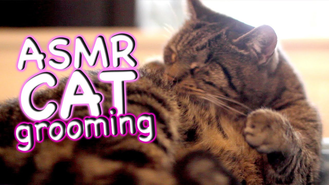 ASMR Cat - Grooming #21