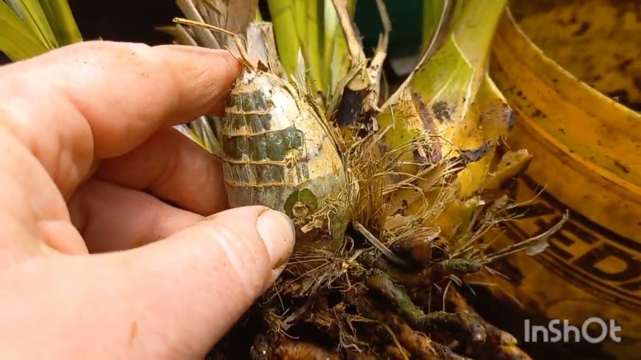 fui replantar  cymbidium  e não  gostei  do que  vi !!!!