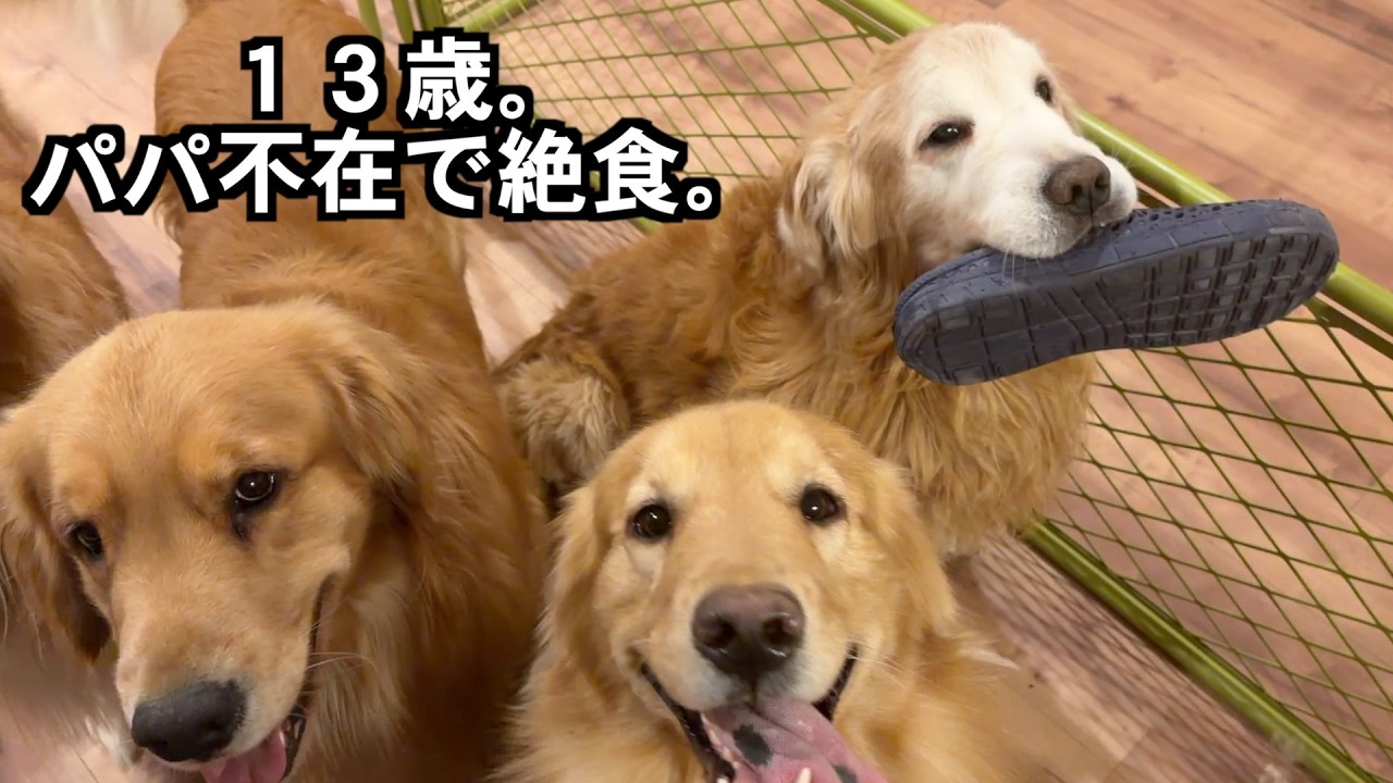 【号泣】1週間不在のパパと再会。13歳のゴールデンがご飯も食べず待ち続けた結末が切なすぎた…