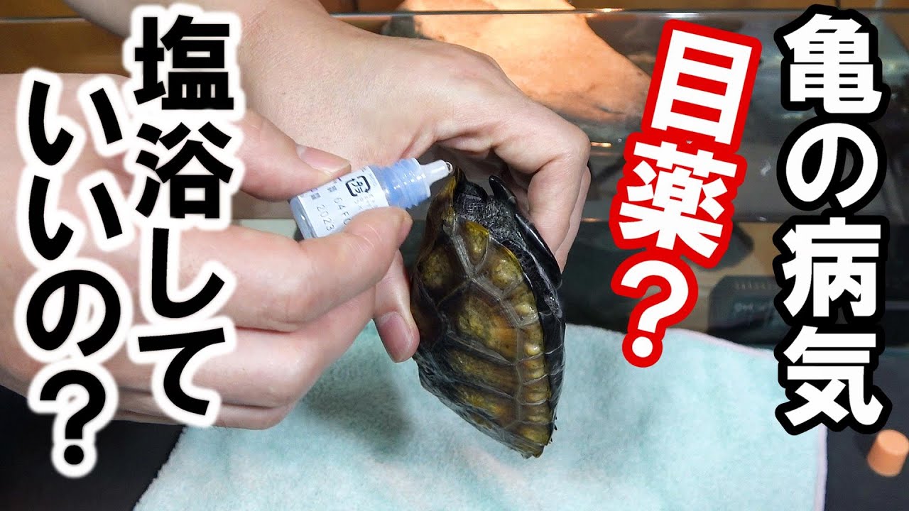 【亀の病気】カメの塩浴！ 目薬を差す！ 実践！【イシガメのエサ太郎】
