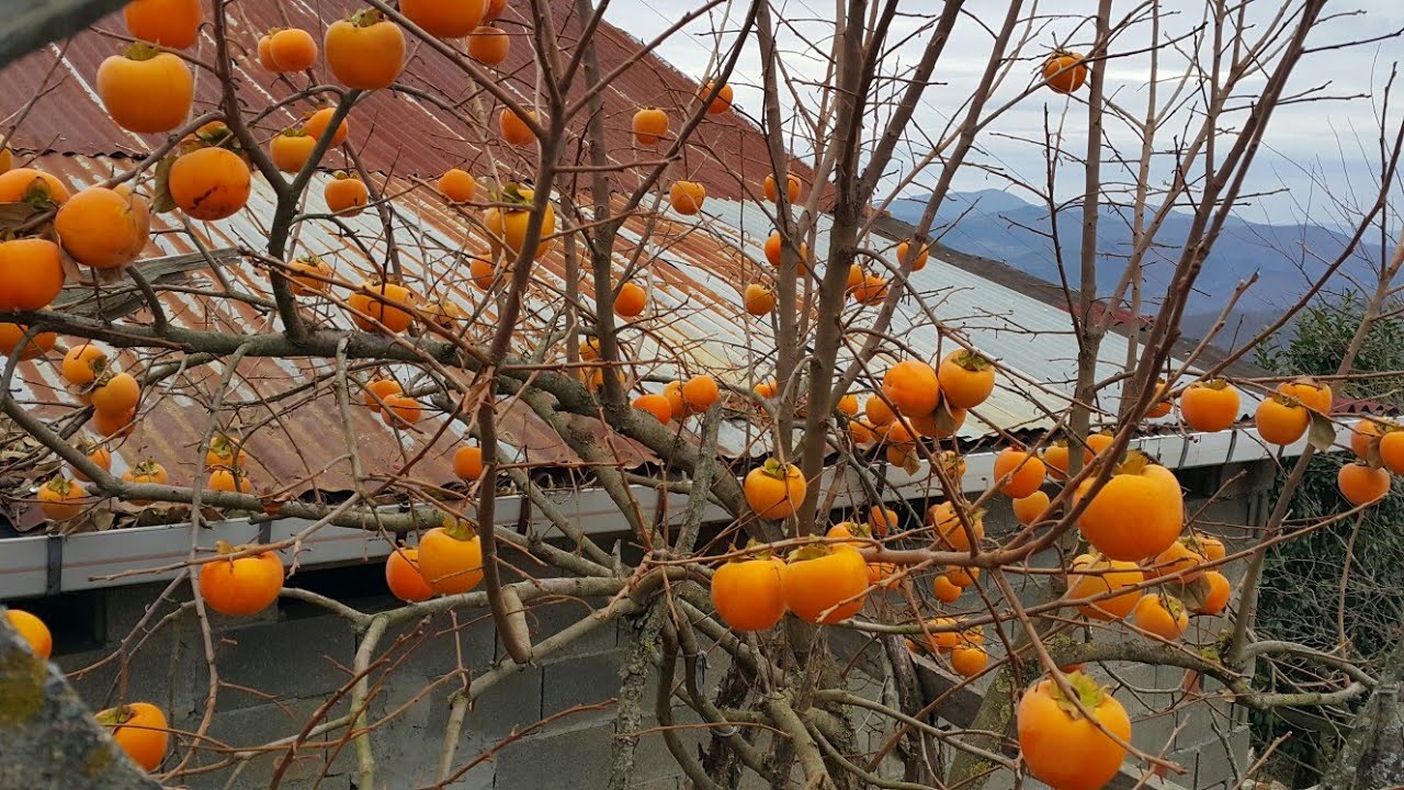 LAZLAR KÖYÜ BARTIN ULUS #KÖY #HAYATI#HURMA#