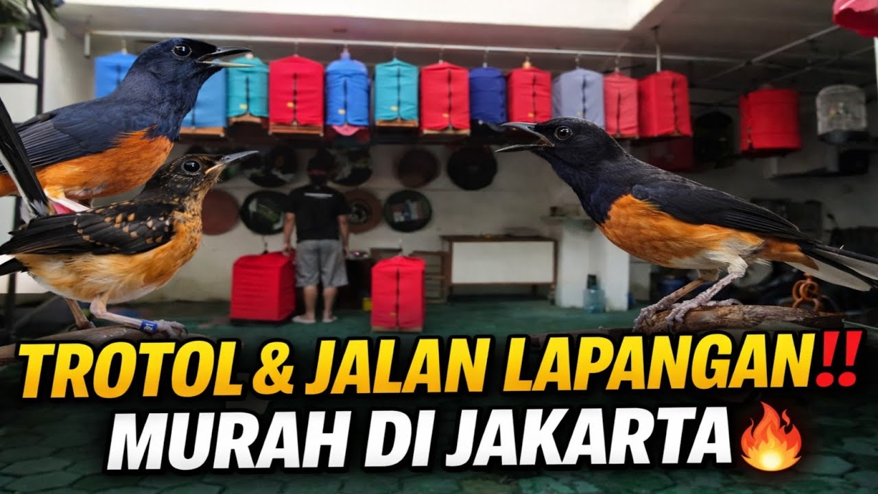 UPDATE MURAI BATU JAKARTA 2026 | TROTOLAN PROSPEK & BURUNG JALAN LAPANGAN MURAH
