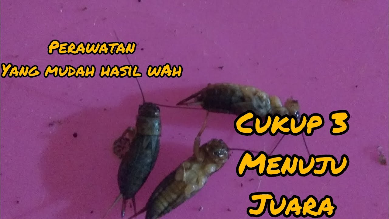 Rahasia Perawatan Kacer mudah hasil wahhh!!!