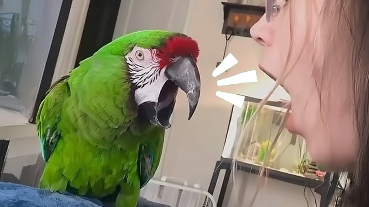 Funniest Parrot Arguing Back to Its Human 🦜 😂 Funny Animal Videos