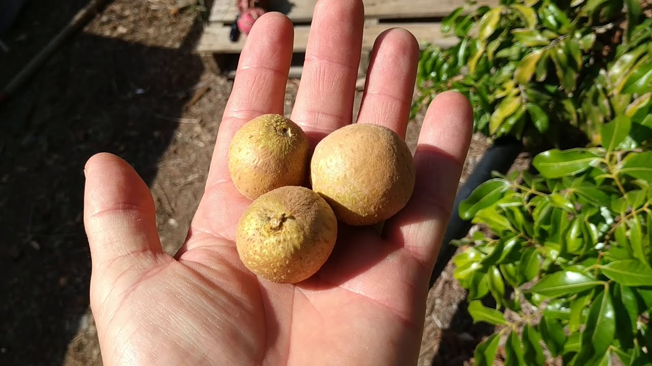 Big Longan (Dimocarpus longan) in Gran Canaria tastes like no other