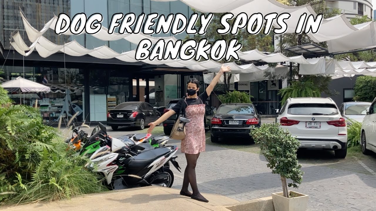 A Day out with My Dog in Bangkok | Pet Friendly Places
