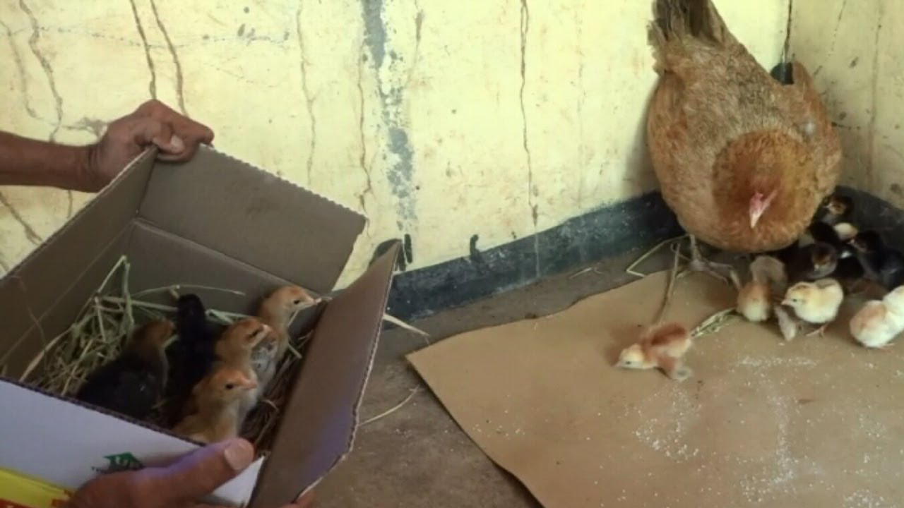 Do you think Mother Hen Adopt Another Chicks .....?