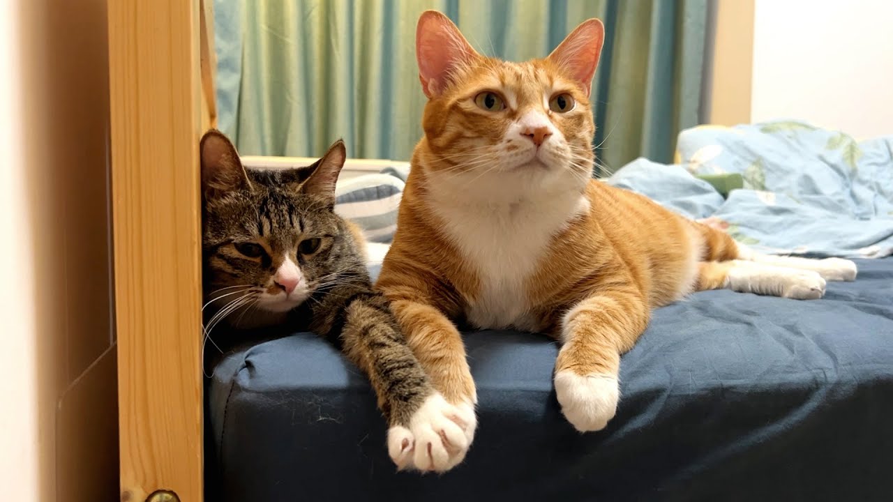 根据猫爪在上定律，大黄确实是人变的【旧视频】