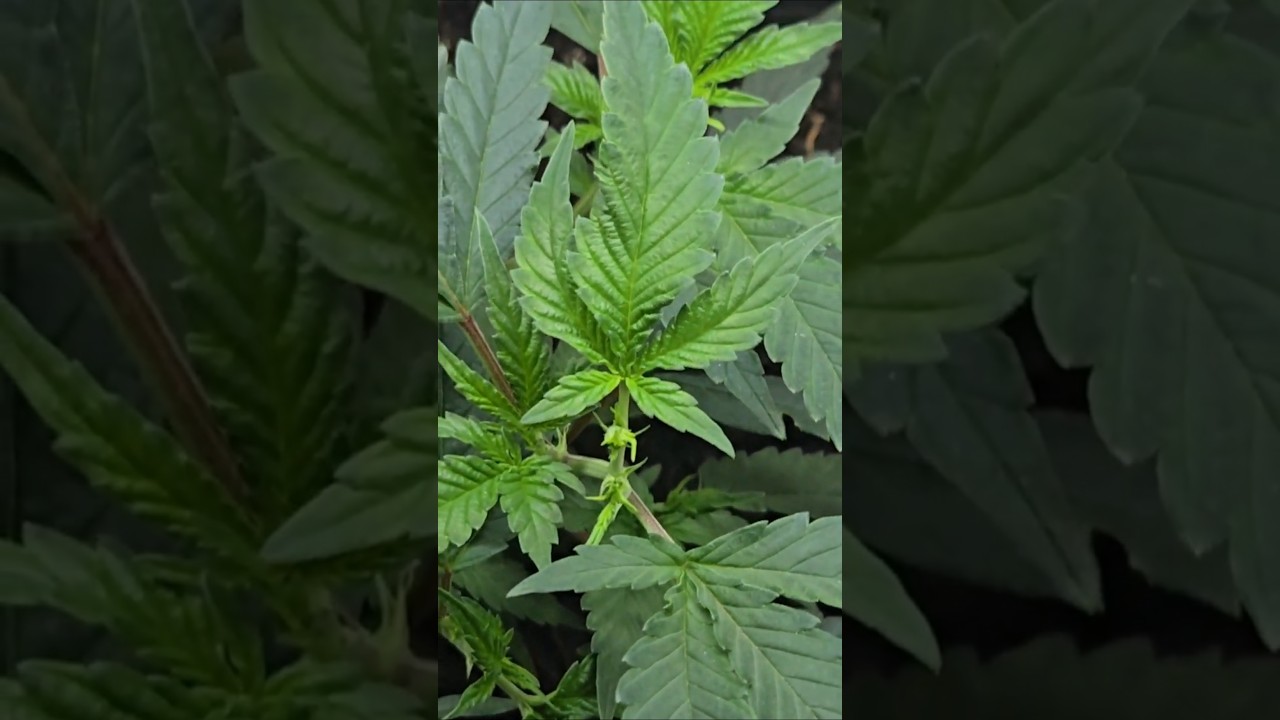 Ayahuasca Purple Clones 💜