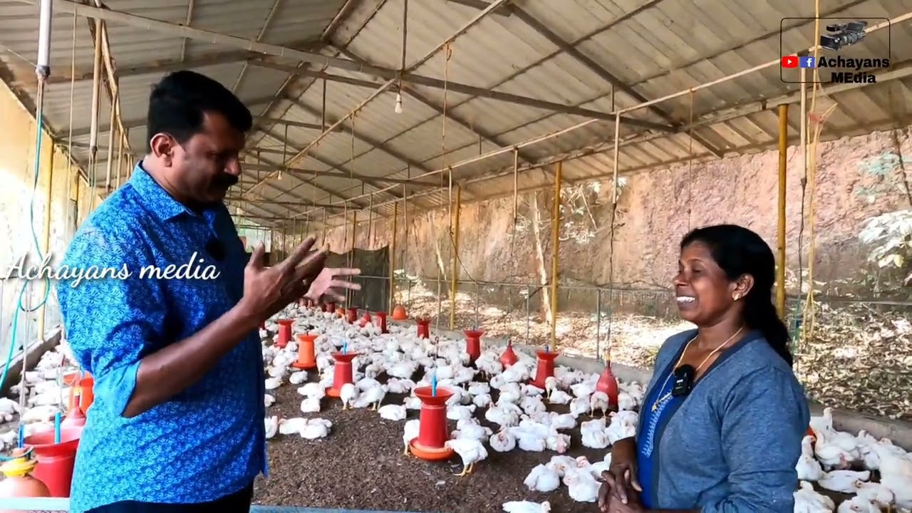 വെറും 30  ദിവസം കൊണ്ട് നല്ലവരുമാനം /ബ്രോയിലർ ഇരട്ടി ലാഭം /10000  കൂടുതൽ കോഴികളെ വളർത്തുന്ന ഫാം.