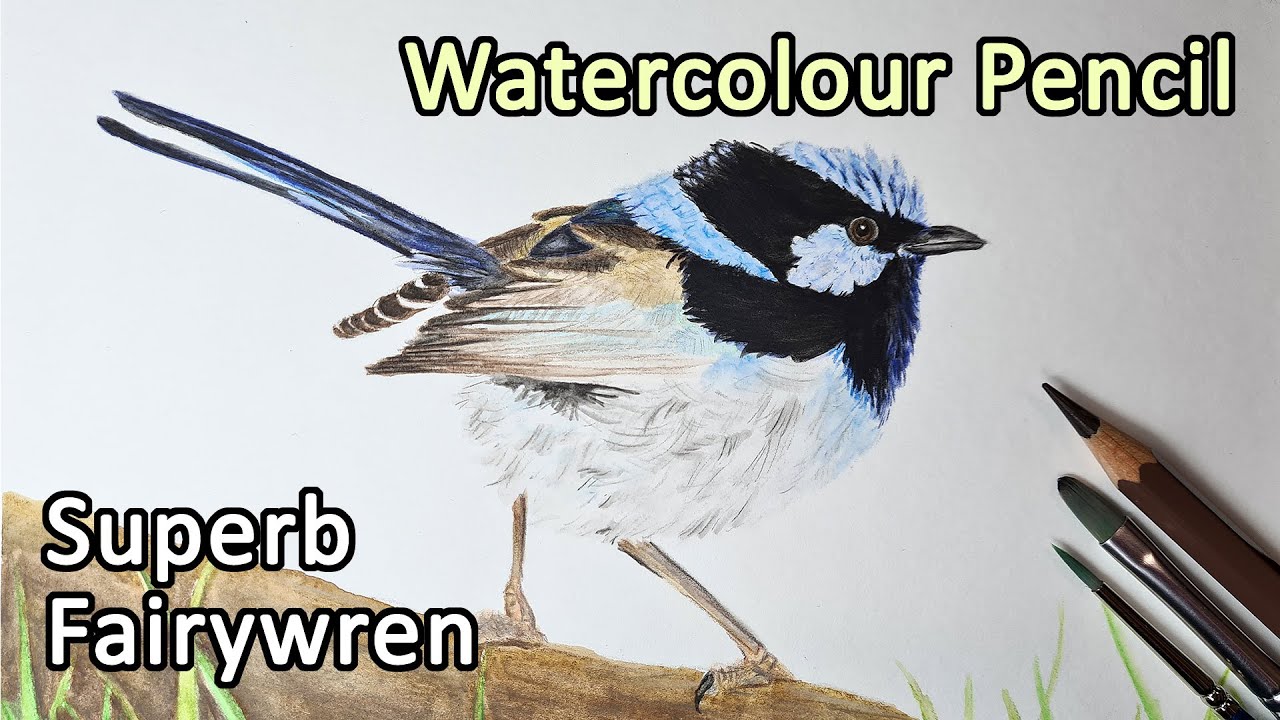 WATERCOLOR PENCILS - Drawing a fairywren with Albrecht Durer Watercolour Pencils, tips and tricks
