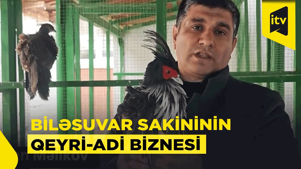 Texnologiya ilə təbiətin qovuşması: internet üzərindən qurulan quşçuluq biznesi