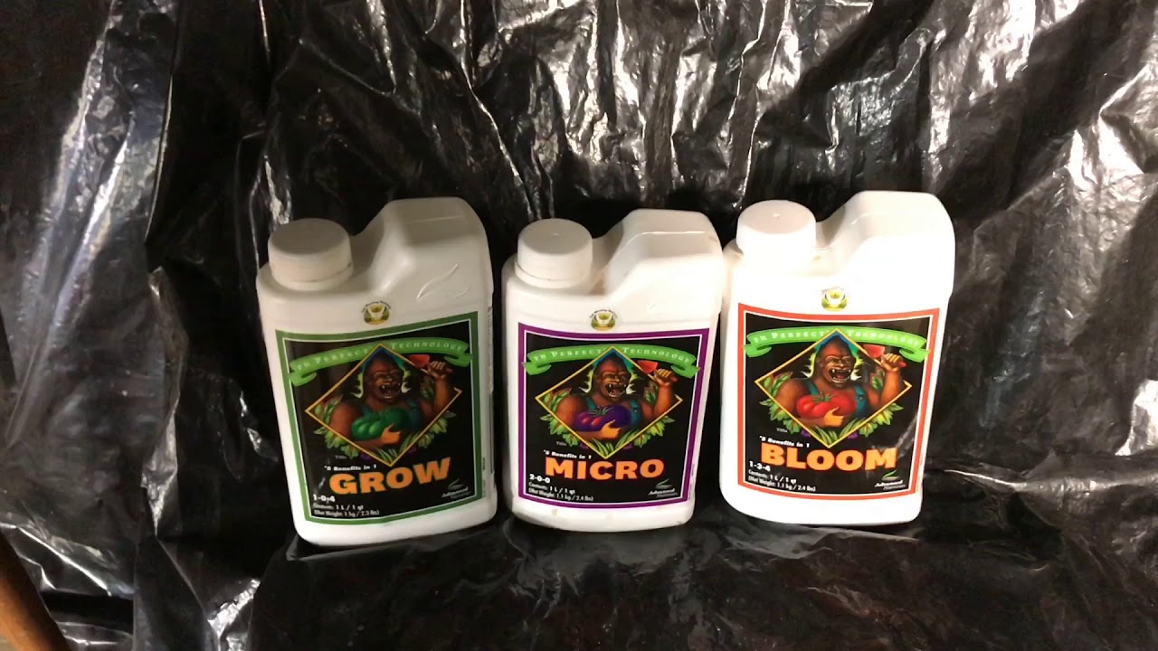 Advanced Nutrients Grow - Week 1 Of Flowering