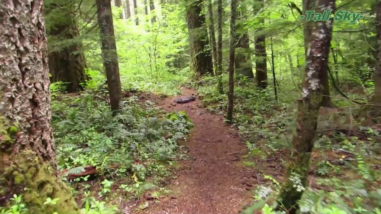 Forest Walk: Wilderness to Lake -Actual Sound/50min