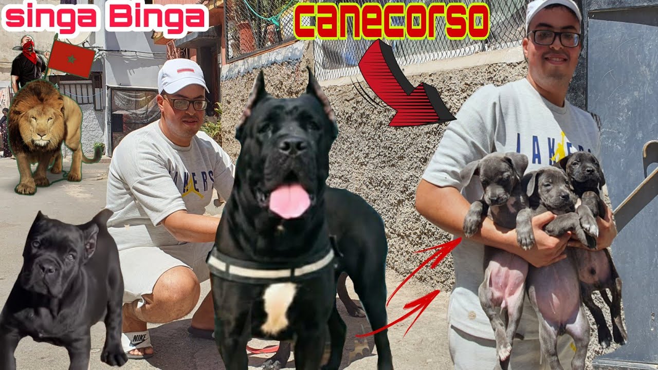 زيارة مفاجأة عند المولوع محمد الحي محمدي واحسن الكلاب (canecorso)كاني كورسو ديال بصح وجمالك جمال 👍💣💥