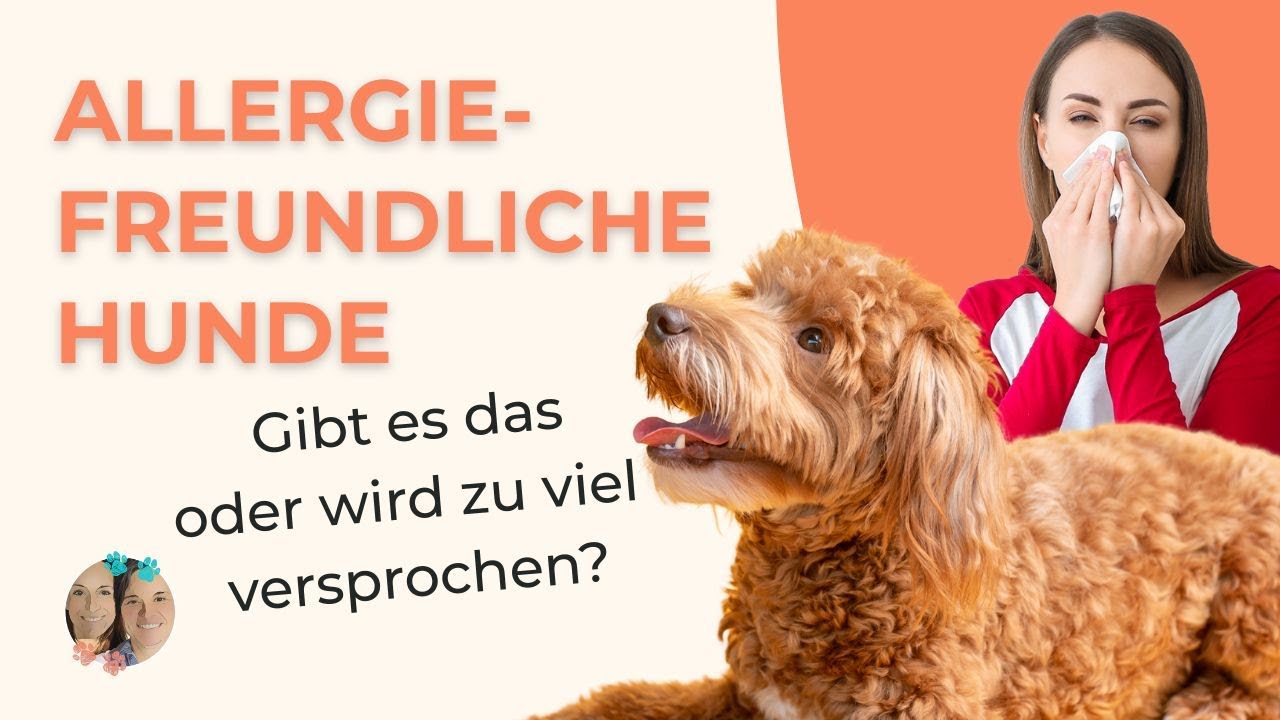 Welche Hunderasse bei Hundehaarallergie? Viele Tipps und einige Tricks…