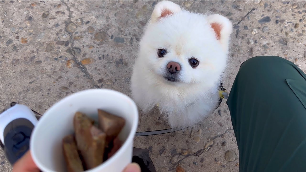 강아지랑 순대 사러갔다가 집에 못올뻔 했어요ㅋㅋㅋㅋ