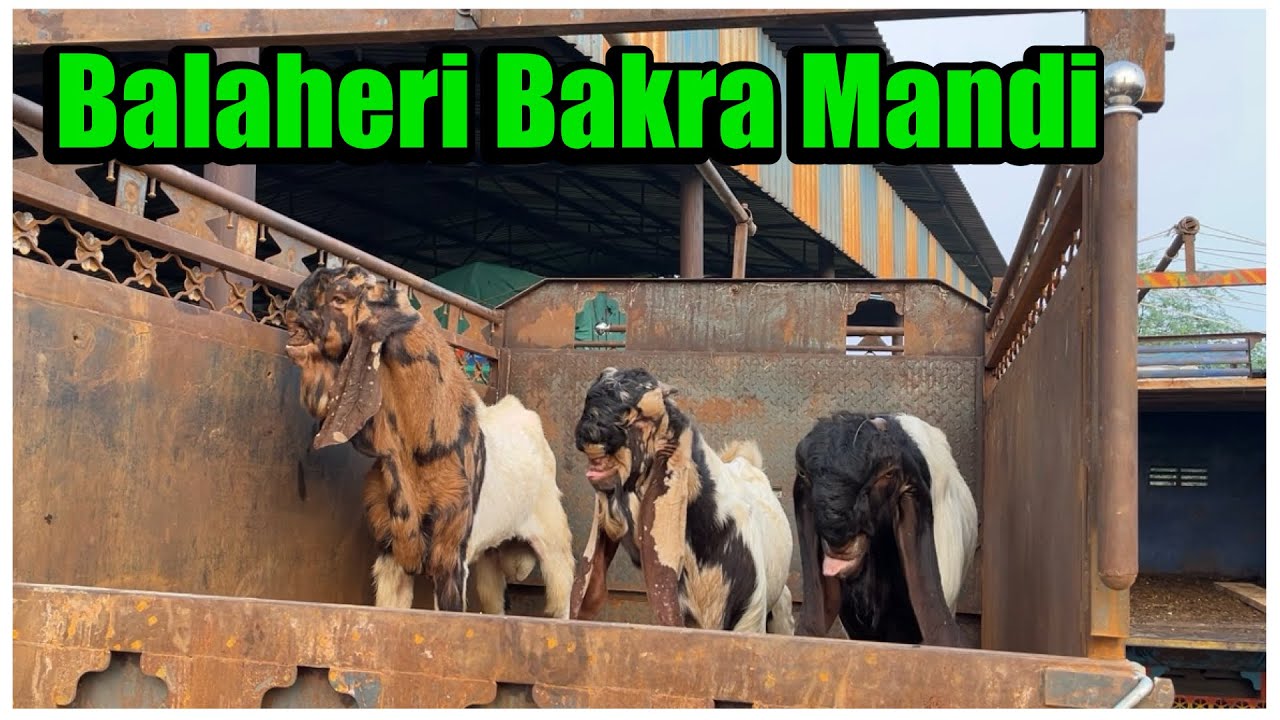 तोतापुरी नस्ल का सबसे बड़ा बाजार ||  Mahua Balaheri Bakra Mandi Rajasthan Mahua Rd Bala temple Part2