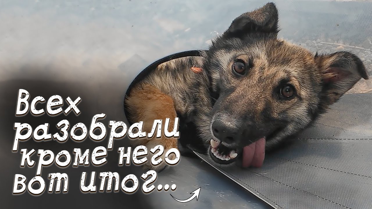 Всех щенков разобрали а его оставили, до чего довела его жизнь?!